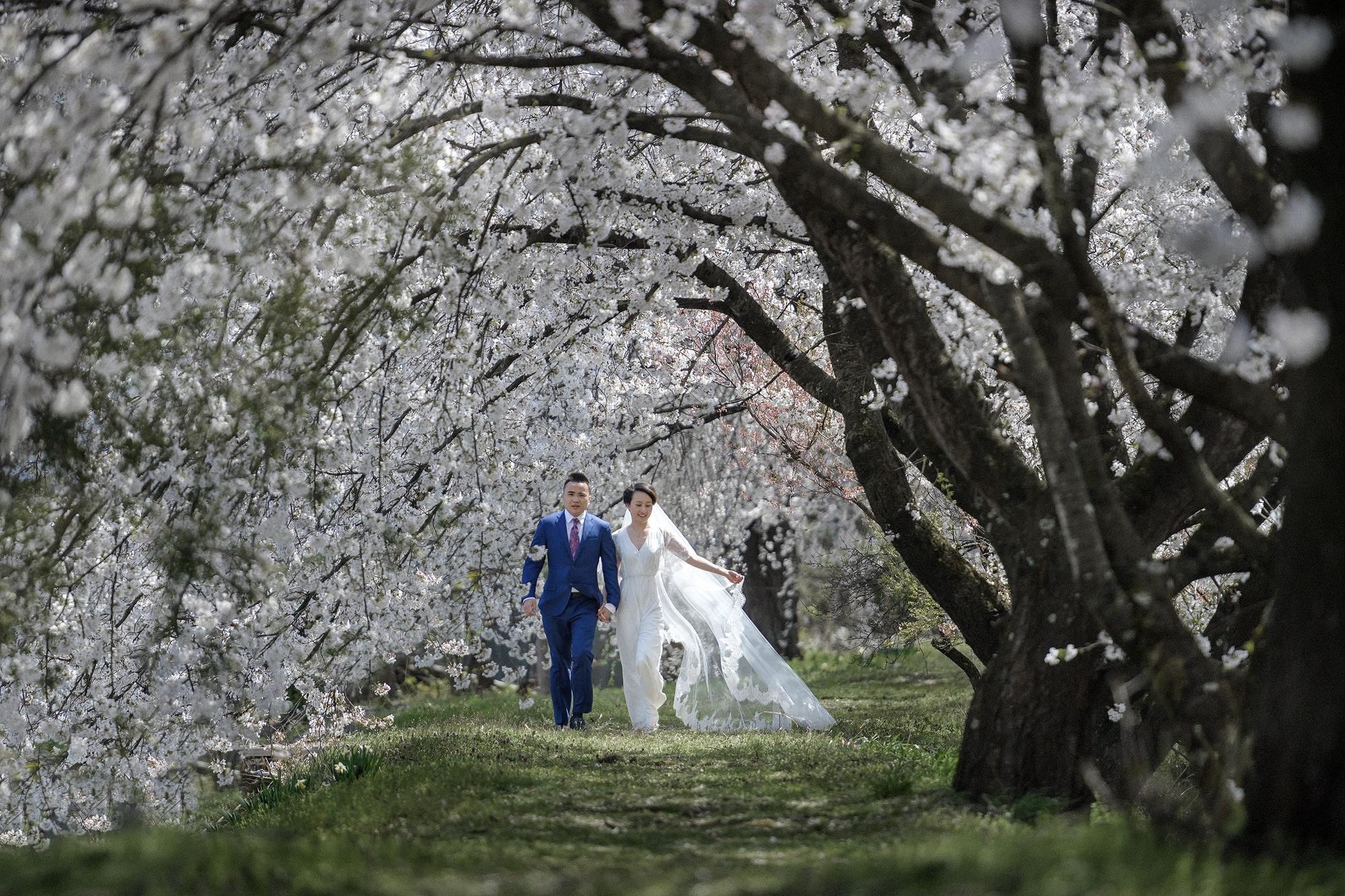 Elope under Cherry Blossoms in Japan