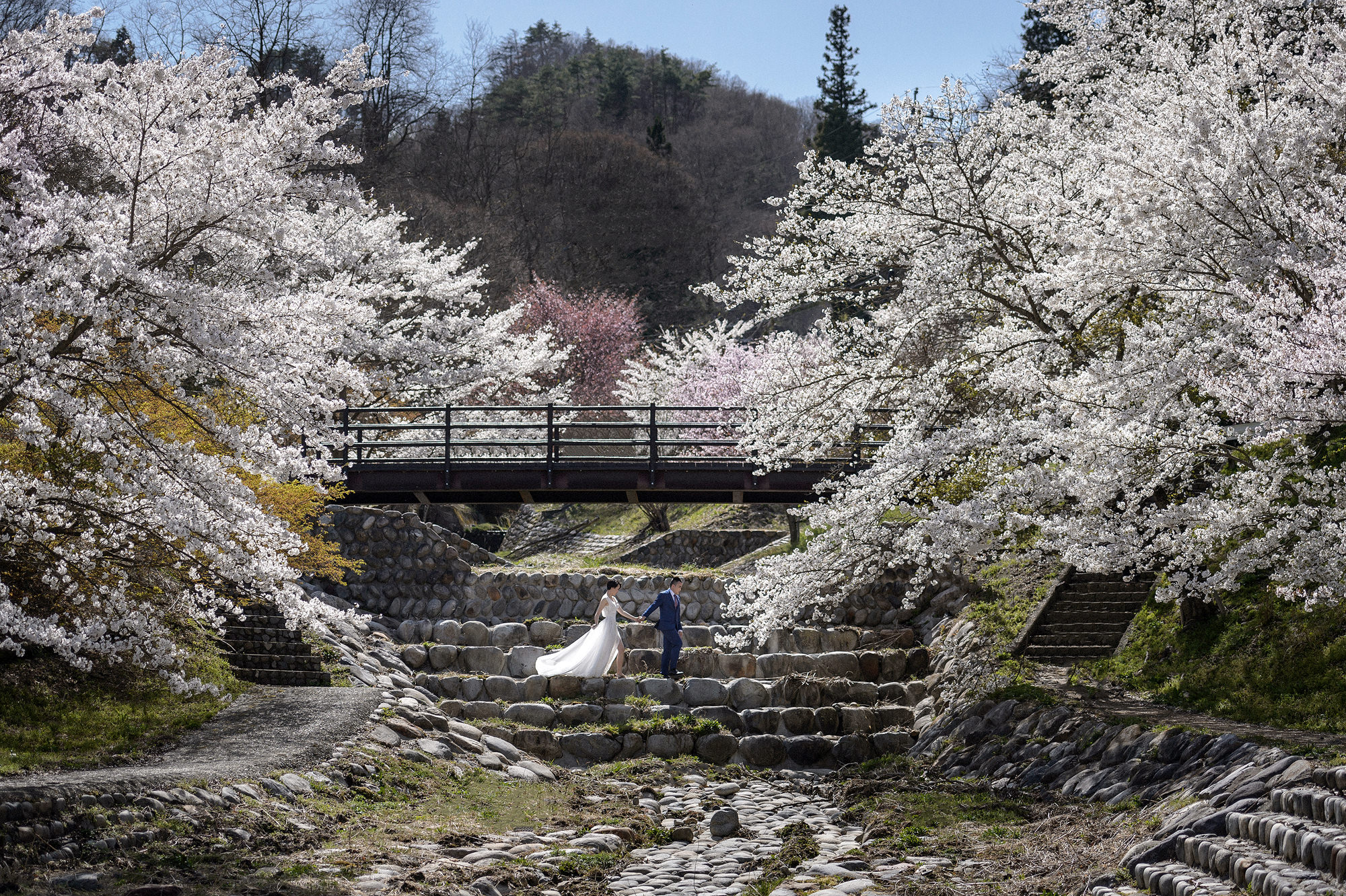 Cherry Blossom Wedding in Japan