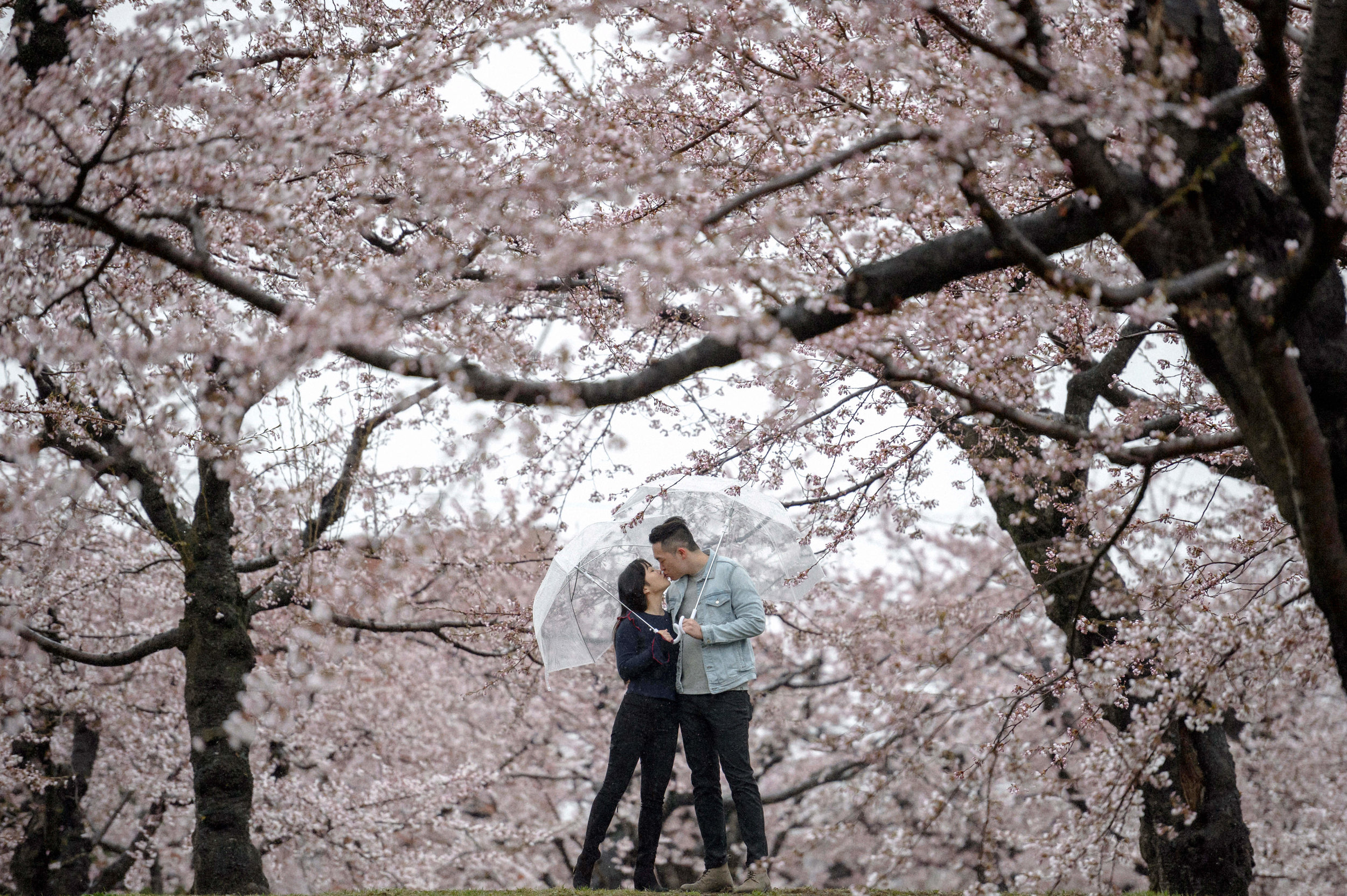 Cherry Blossom Elopement in Hokkaido