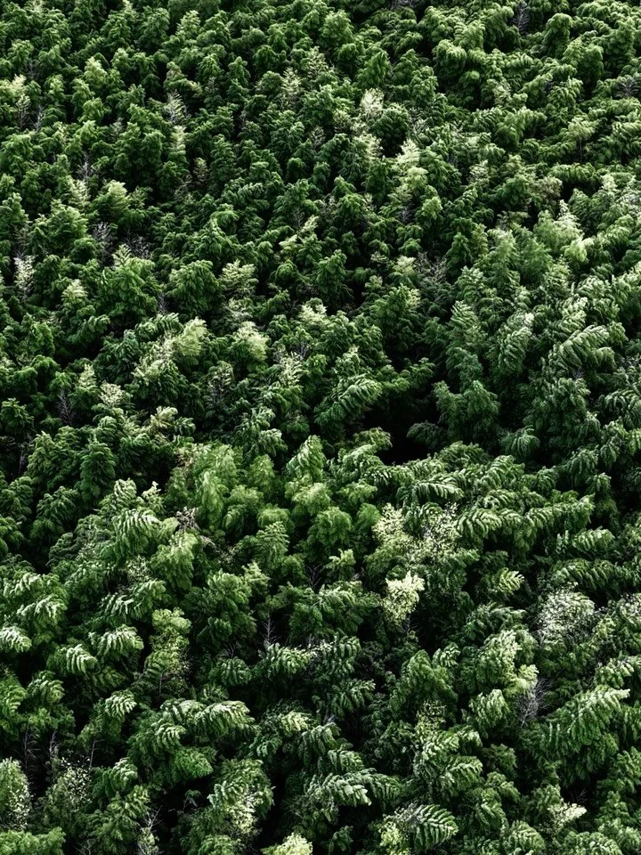 HAGAKI | Bamboo Forest edition

Twenty moments.
Off the grid.
Right where they were meant to be.

⸻

📋 📸 🎥 @37frames
🌿 @wakayama_farm
💐 @eastsidetokyo

#destinationweddingjapan #japanelopement #bamboowedding #tochigi #37frames