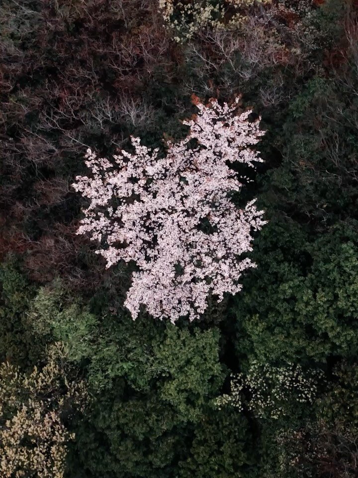 Spring rain at Jinya. Soft light. Deep colours. A gathering that felt held from the start.

Looking back, it&rsquo;s hard to imagine the day any other way.

#japanwedding #destinationweddingjapan #jinyaryokan #37frames #weddingfilm
