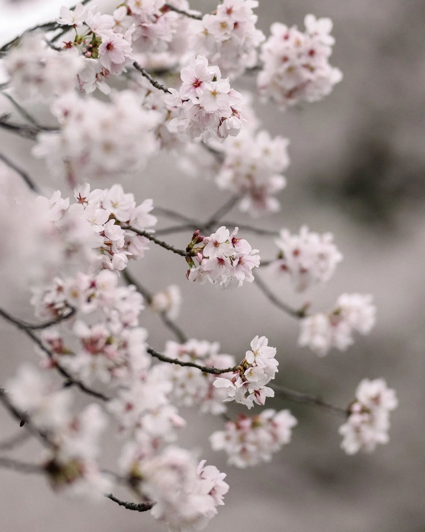 We know, we know - we said we don&rsquo;t take on many proposals these days with our celebration schedule.

And yet, this season has had other ideas.

This one happened in Tokyo, right here in our own backyard of Shinjuku, under some of the most beau