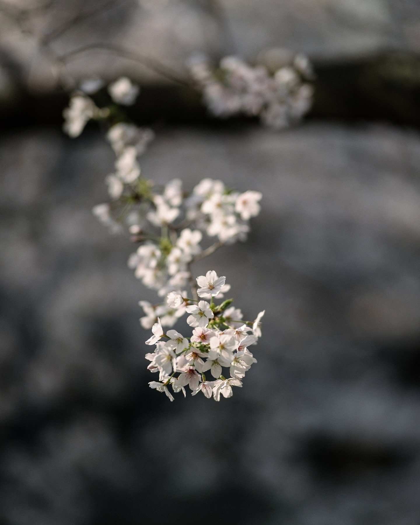 They first got in touch in 2021. Planning a wedding in Japan for 2022. Excited. Ready.

And then the world stayed closed. Japan stayed closed. We kept going anyway. Adjusting timelines, holding space, waiting for borders that wouldn&rsquo;t budge.

E