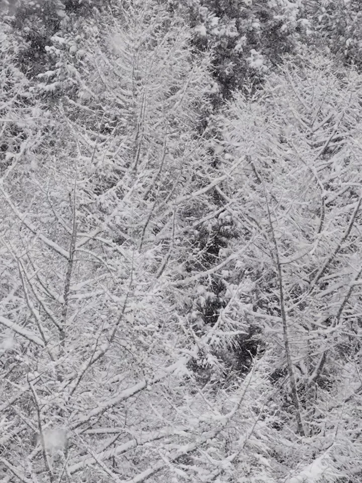 they got married in a forest in forty-five centimetres of snow.

then the party started.

#hakubawedding #winterweddingjapan #destinationweddingjapan #37frames #hagaki

Planner/Production | Dee @37frames
Assistant Planner | sumika@37frames
Film &amp;