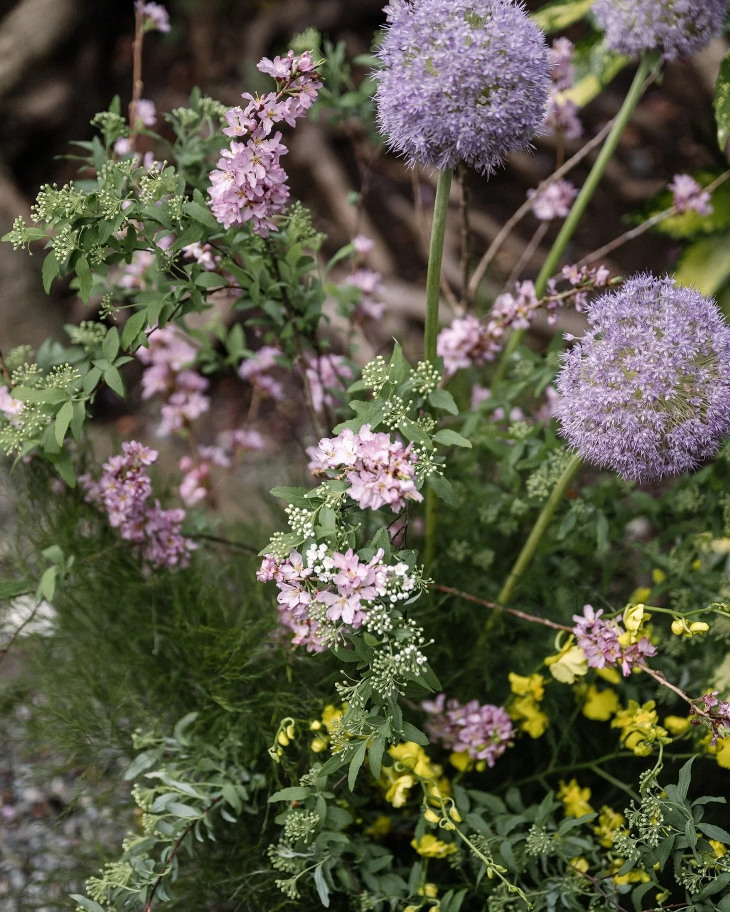 Still in the glow of this one. First cherry blossom wedding of the season, and the one that set the tone for everything that came after. A month of blossoms the length of Japan, and it started here. Gallery just delivered. More to come.

The rain nev