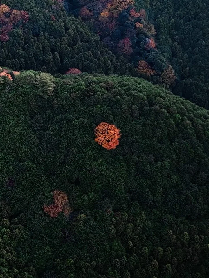 Some weddings are quiet. This was not that.

Jinya ryokan in full autumn colour. A fabulous Canadian couple. A bus full of guests who showed up ready. Ghibli fans. Pokemon collectors. People who understood that a wedding is just a really good excuse 
