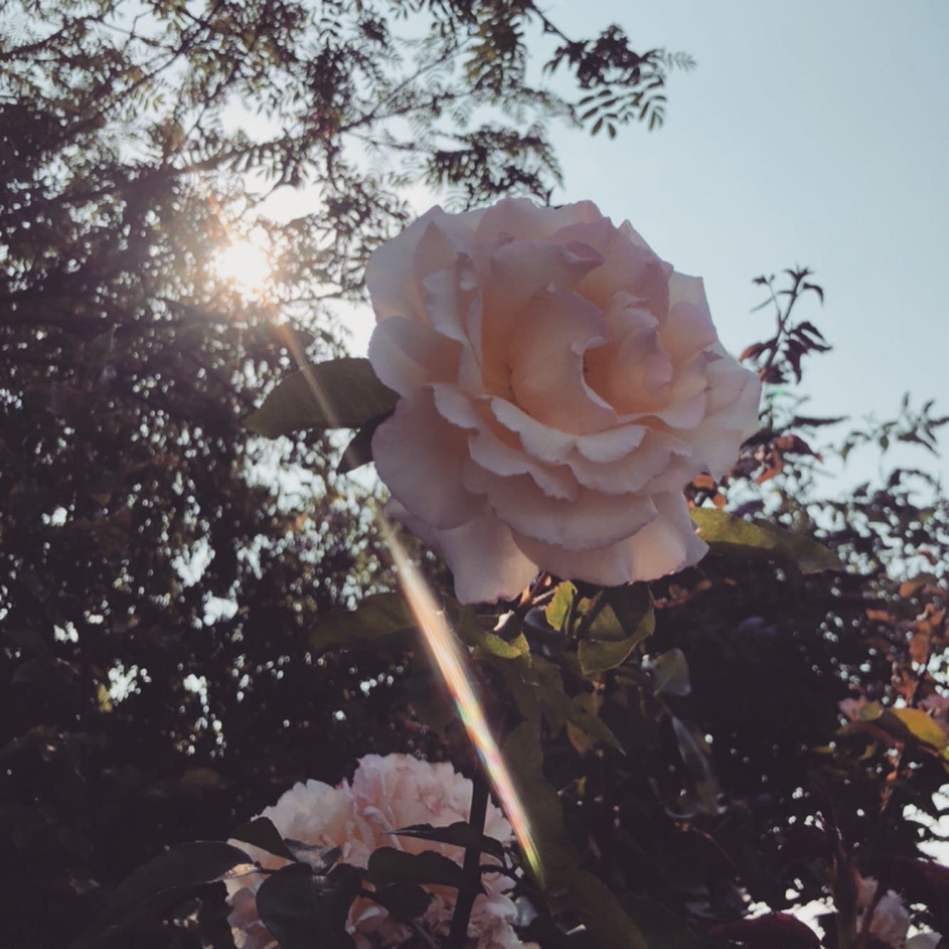 F E B R U A R Y -
L O V E , I M B O L C , B E A U T I F U L  B E E S. 
(G I V E  A W A Y !)

A rather special month with Valentine&rsquo;s Day around the corner, the passing of Imbolc - the beginning of Spring, where we&rsquo;re feeling and seeing th