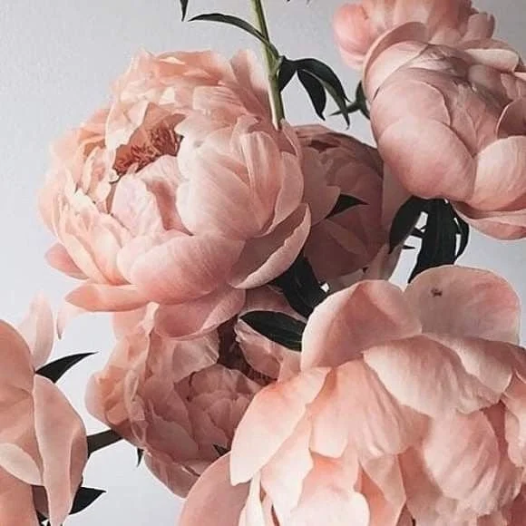 BloomCoin and why technology isn't accessible until someone makes it so