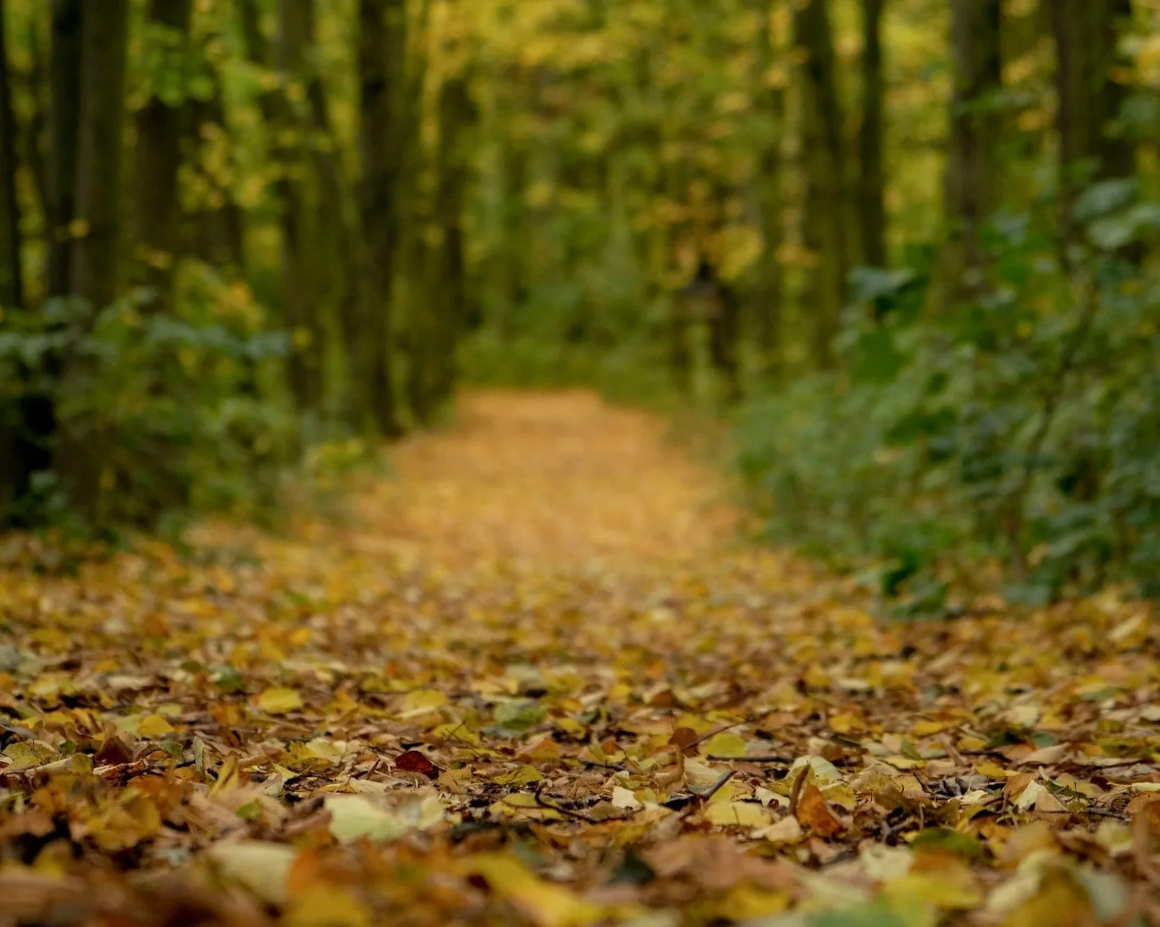 A path through a forest