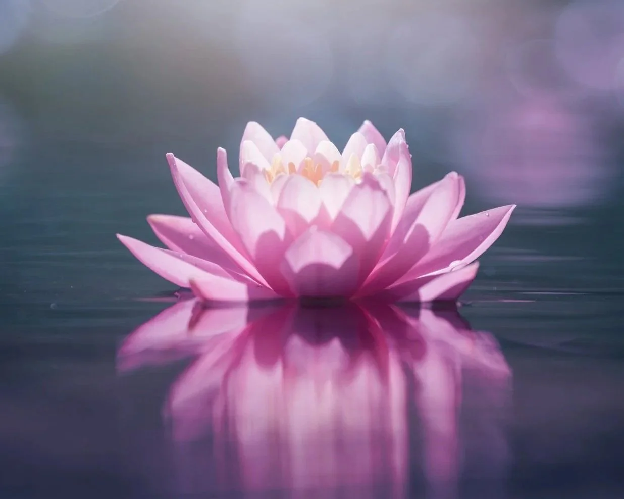 An image of a meditative lotus flower