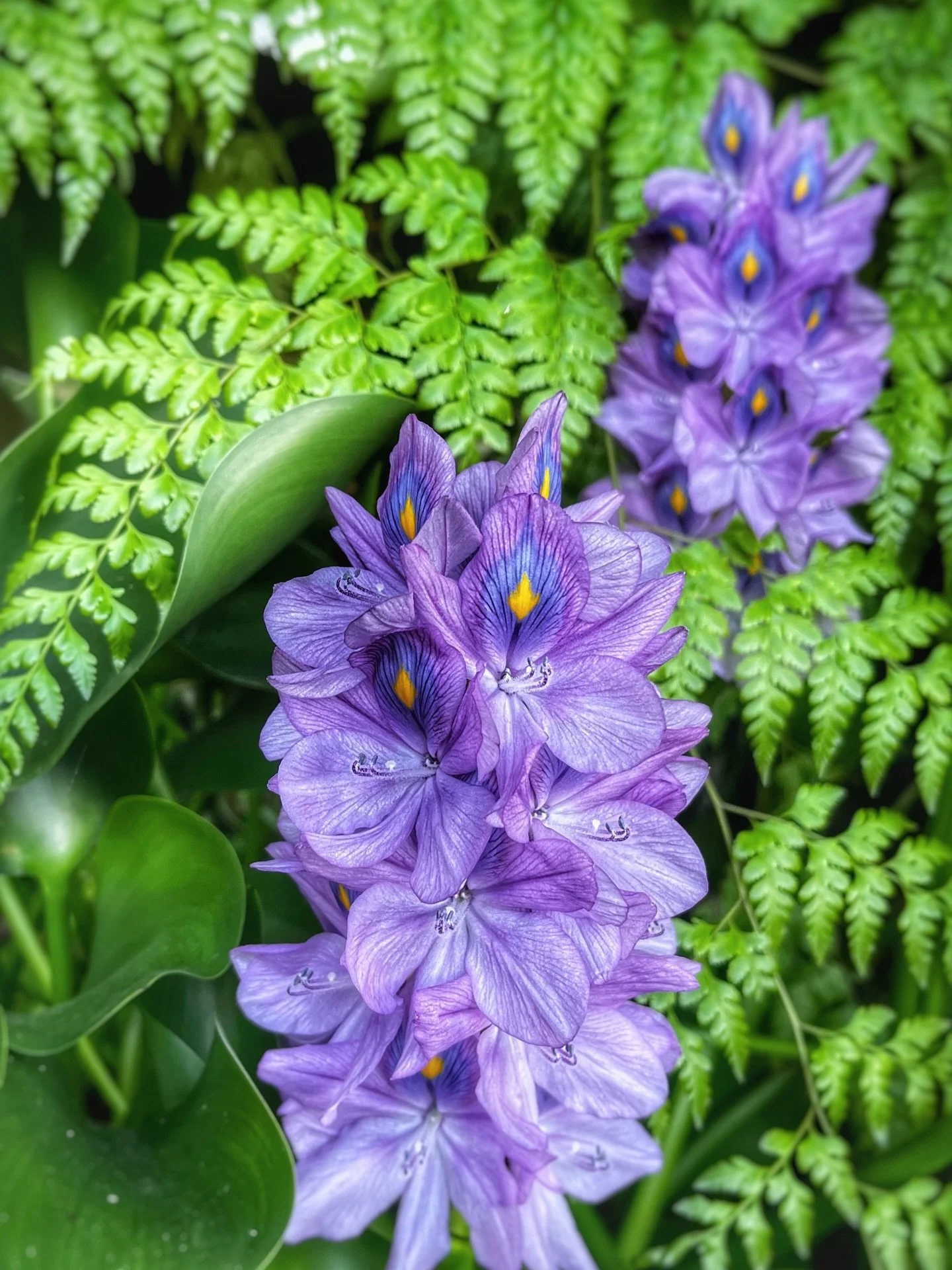 It&rsquo;s the last day of January. Never too late to wish you Happy New Year. All the very best for 2026. May it be a beautiful year for you &amp; yours.

The greenery &amp; steamy monsoonal weather of Bali is a stark contrast to what we&rsquo;ve al