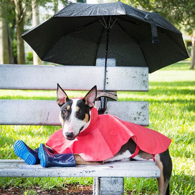 Hurricane Emergency Check List: -Fitted Collar/Leash -Legible Clear Tags With Current Numbers/Addresses
-Secure Crate, Bowls, Toys, Blanket (Something familiar with the smell of home)
-Documents In A Sealed Ziploc Bag (Vaccination Record, Prescriptio