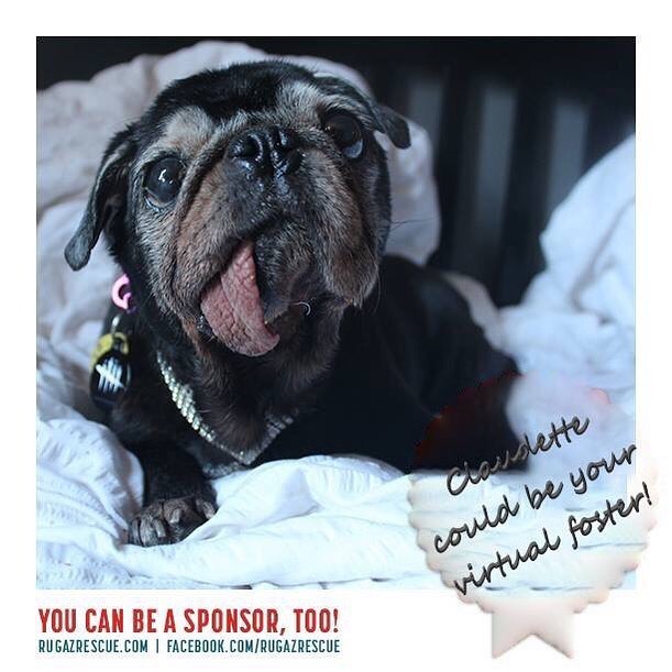 We have been so swamped lately with so much going on, we have not been able to really market as much as we need for some of our hospice sponsors, and this is sadly impacting our funding program greatly!

Our monthly donors, and sponsors are the life 