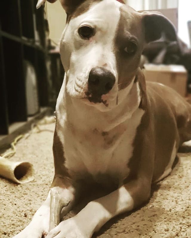 #ThoughtfulThursday

Adoptable &quot;Sasha&quot; has some food for thought... Wondering how she has not found her forever family yet? Did you know she's been with Rugaz Rescue Inc. for 2 years? &quot;Sasha&quot; came to the RRinc program with her lit