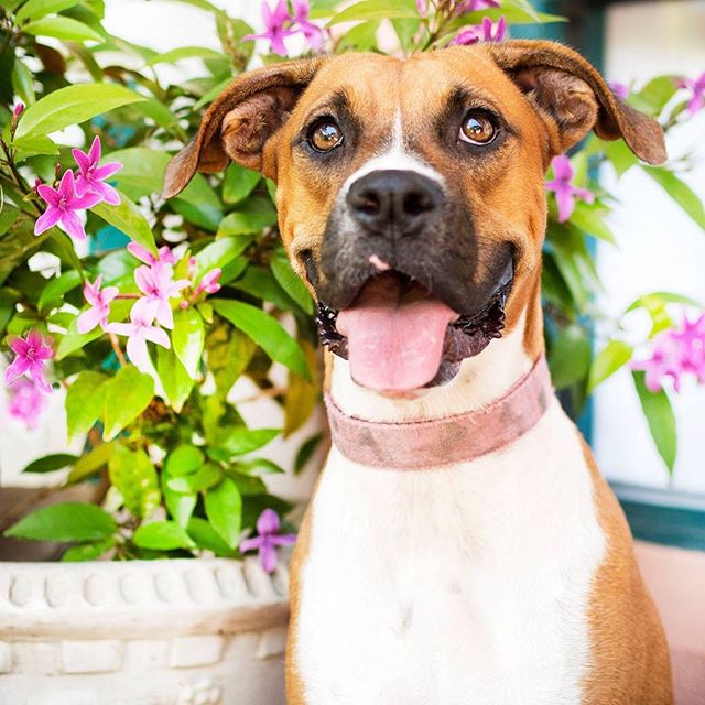 #WomanCrushWednesday #WcW

This #WcW goes out to our gorgeous boxer mix puppy-gal &quot;Rosita&quot;... I mean, hullo... Of course she is! This sweet, snuggly year old petite girl is looking for a forever family of her very own, and common... Who wou