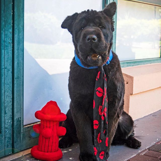 #MancrushMonday 
This #MCM goes out to Adoptable &quot;Charlie Day&quot;

Well, I mean... Can you even ask how could he not be? Is he a lion...or a fuzzy bear... Or LiBearDog? Or just a giant doggy-like Teddy Bear? We don't know, but we don't care! C