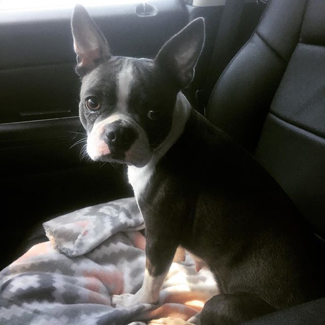 &ldquo; Blair &rdquo; is on the freedom ride from the shelter to their medical foster!

This is seeing your shelter sponsorships in action! This pup is now on the way to medical care, snuggling up safely in their  foster home and never having to worr