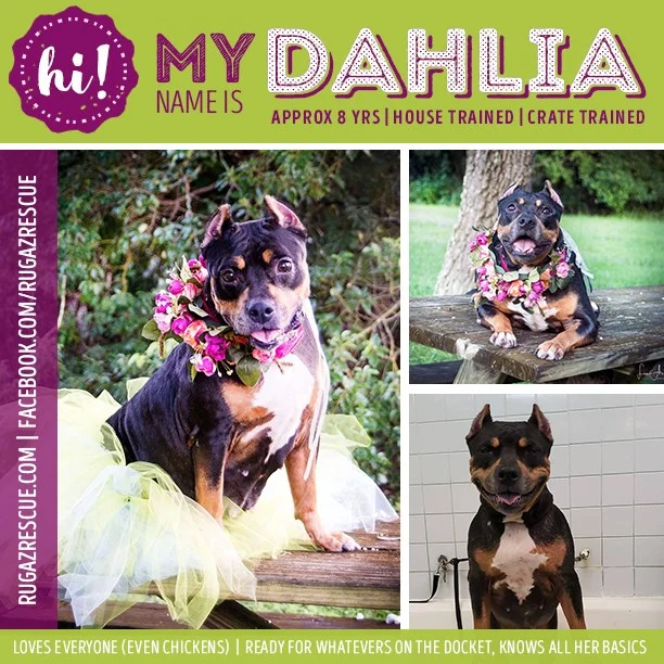 DahliaAdoptionPic.jpg