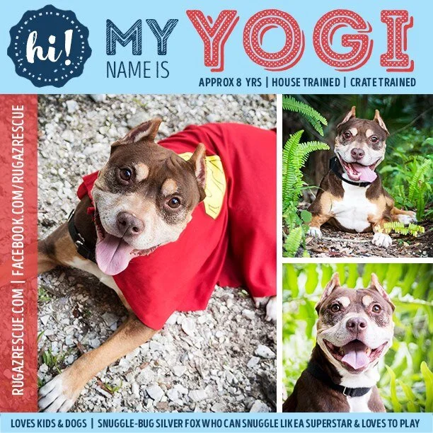 YogiAdoptionPic.jpg