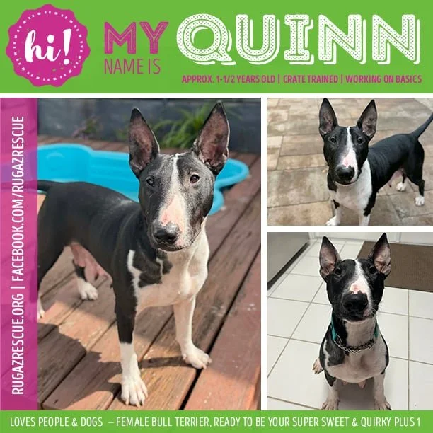  Meet "Quinn"