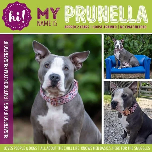  Meet "Prunella"