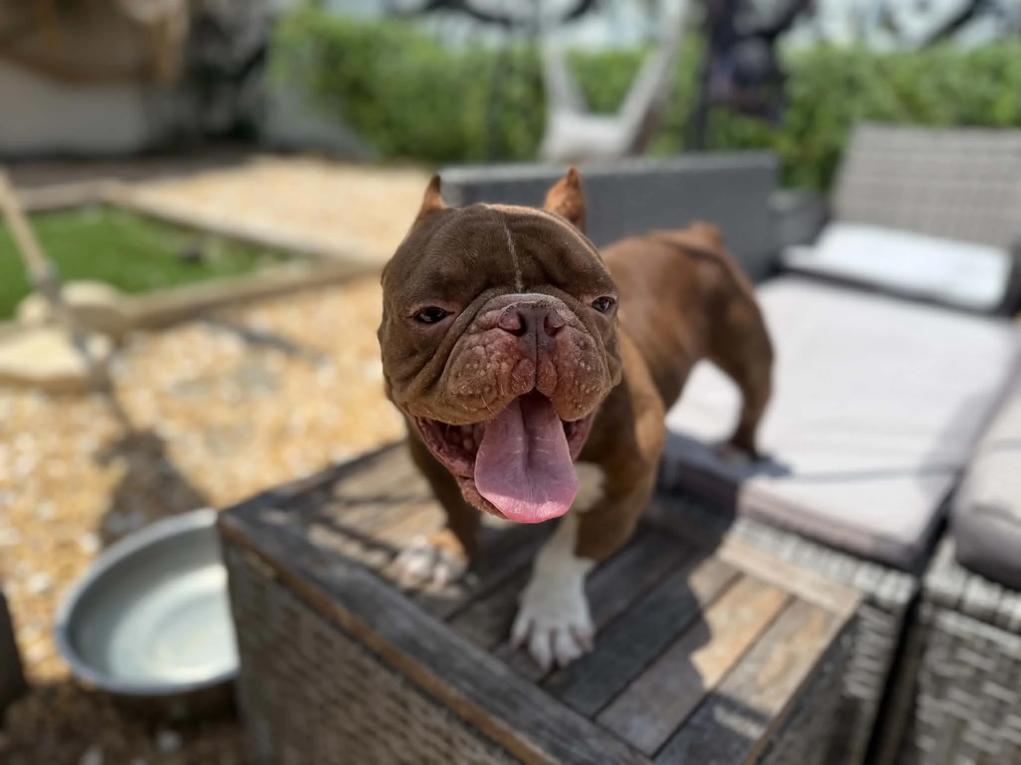 Meet "Toadstool"