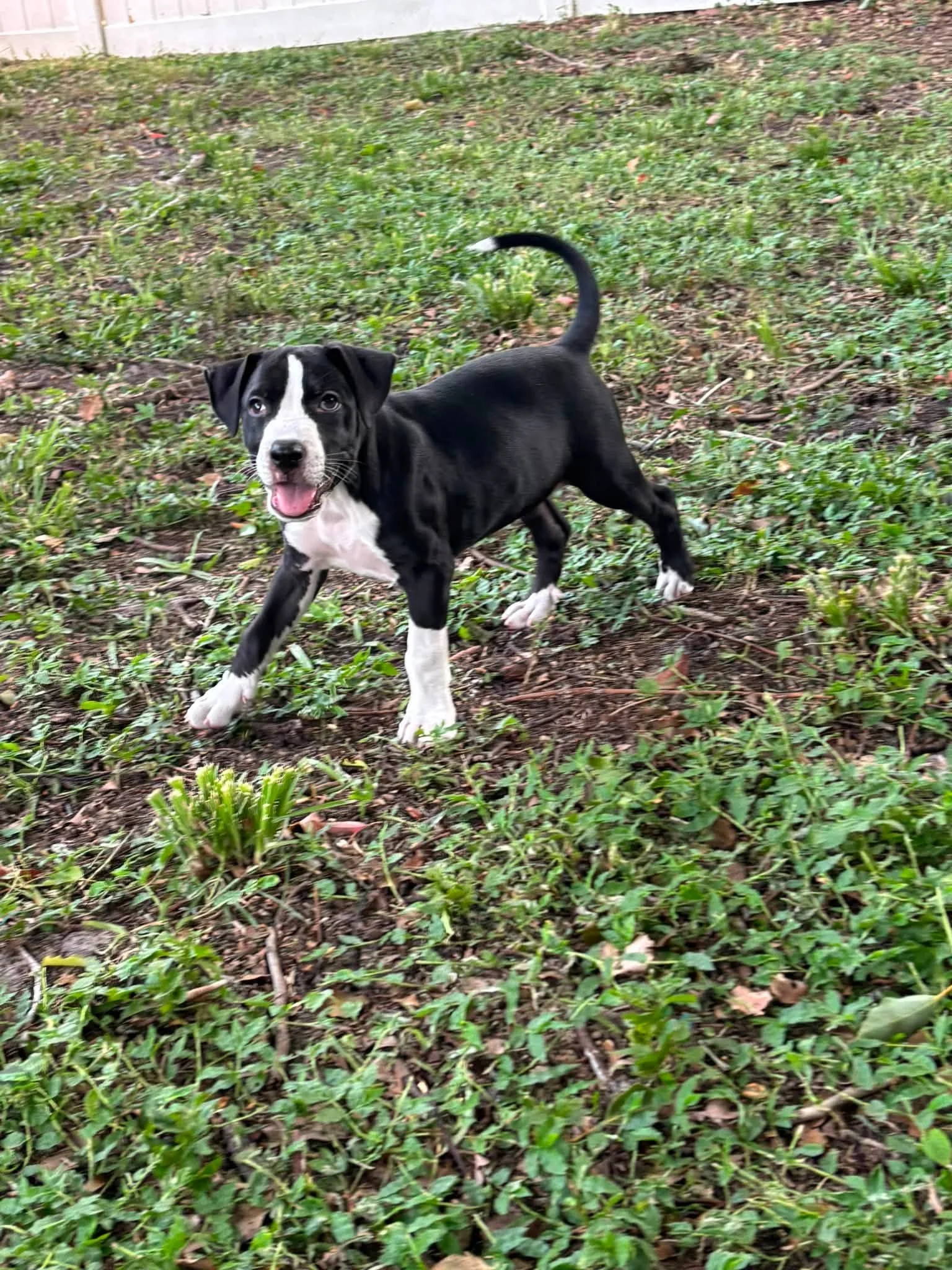  Meet "Sherman"