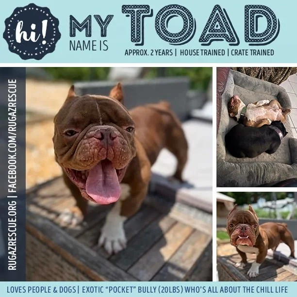  Meet "Toadstool"