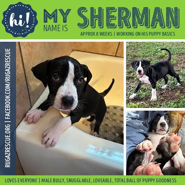  Meet "Sherman"