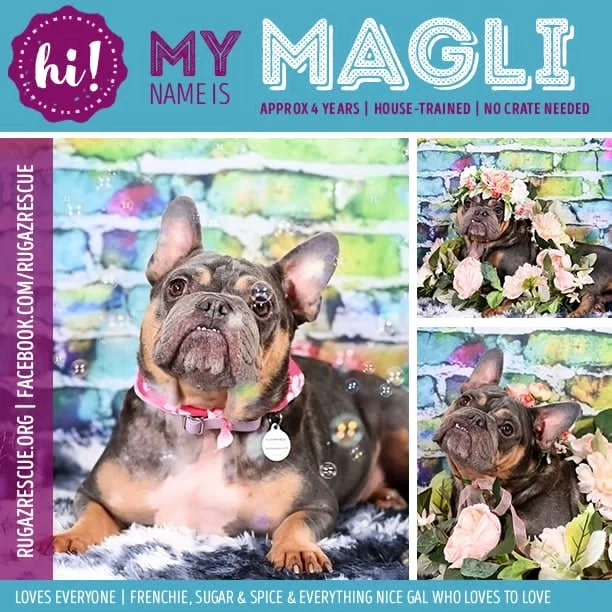  Meet "Magli"
