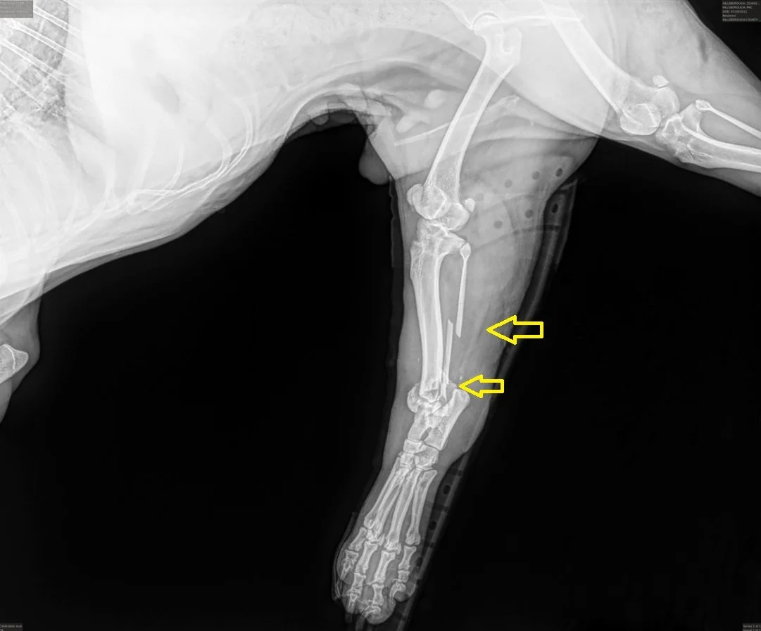 GrahamXrayArrow.jpg