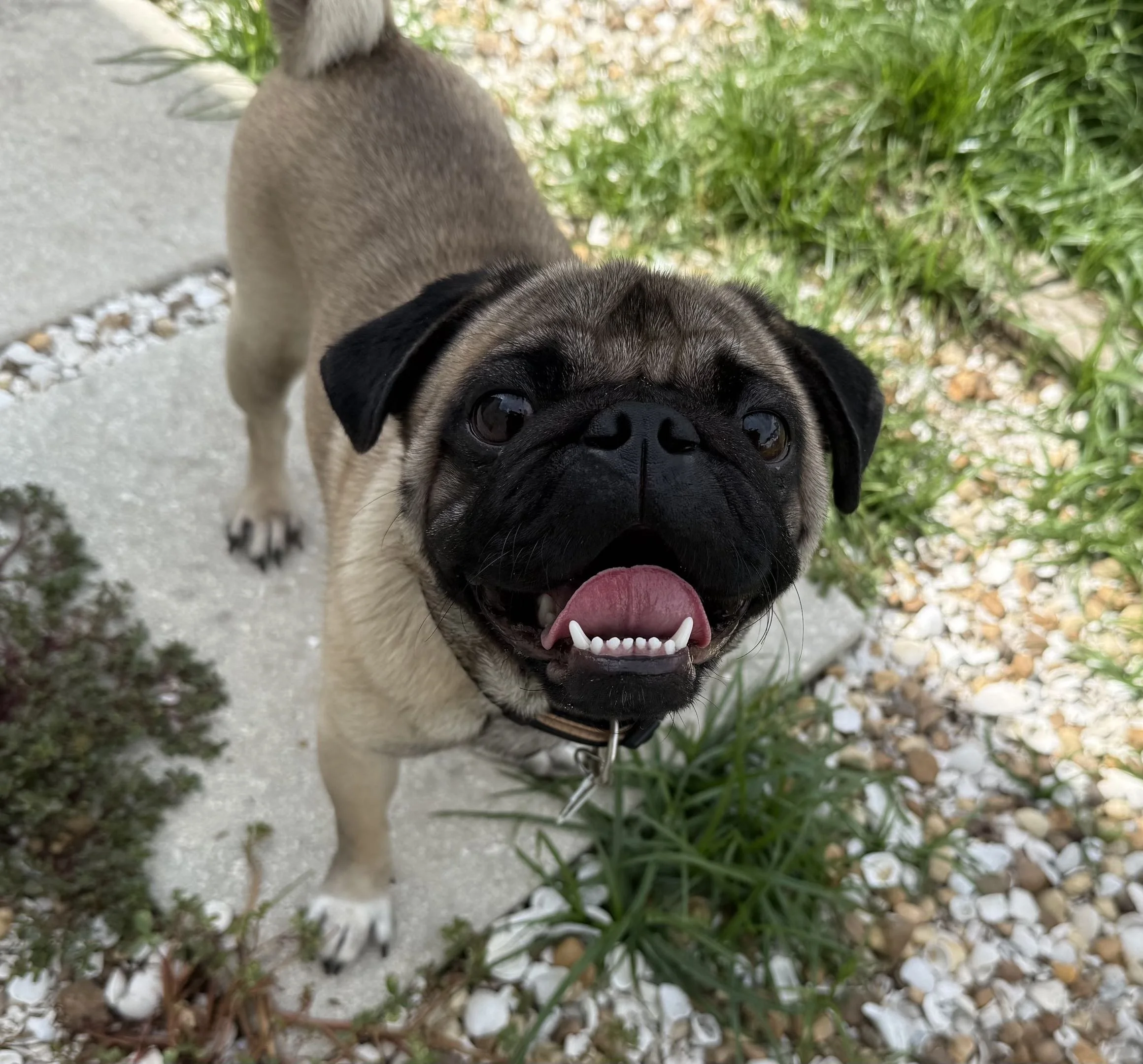  Meet "Doug The Pug"