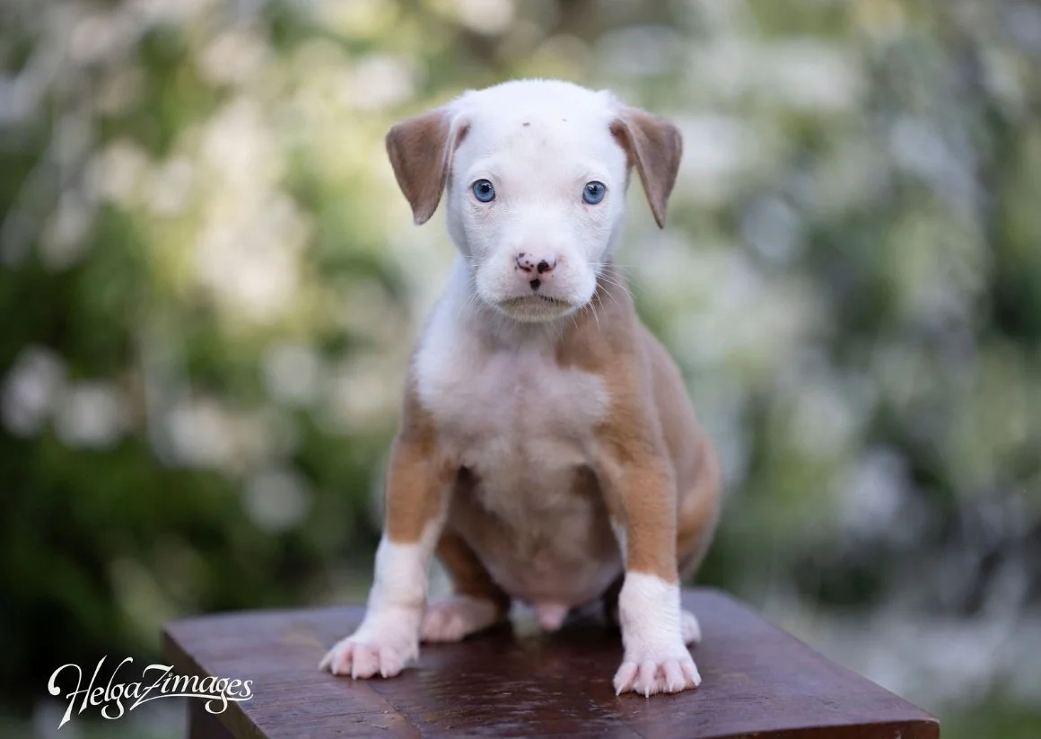  Meet "Creedence"