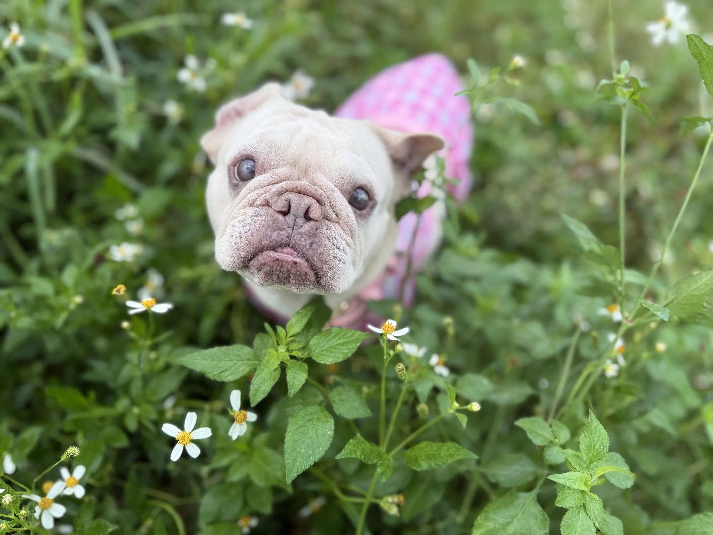  Meet "Blondie"