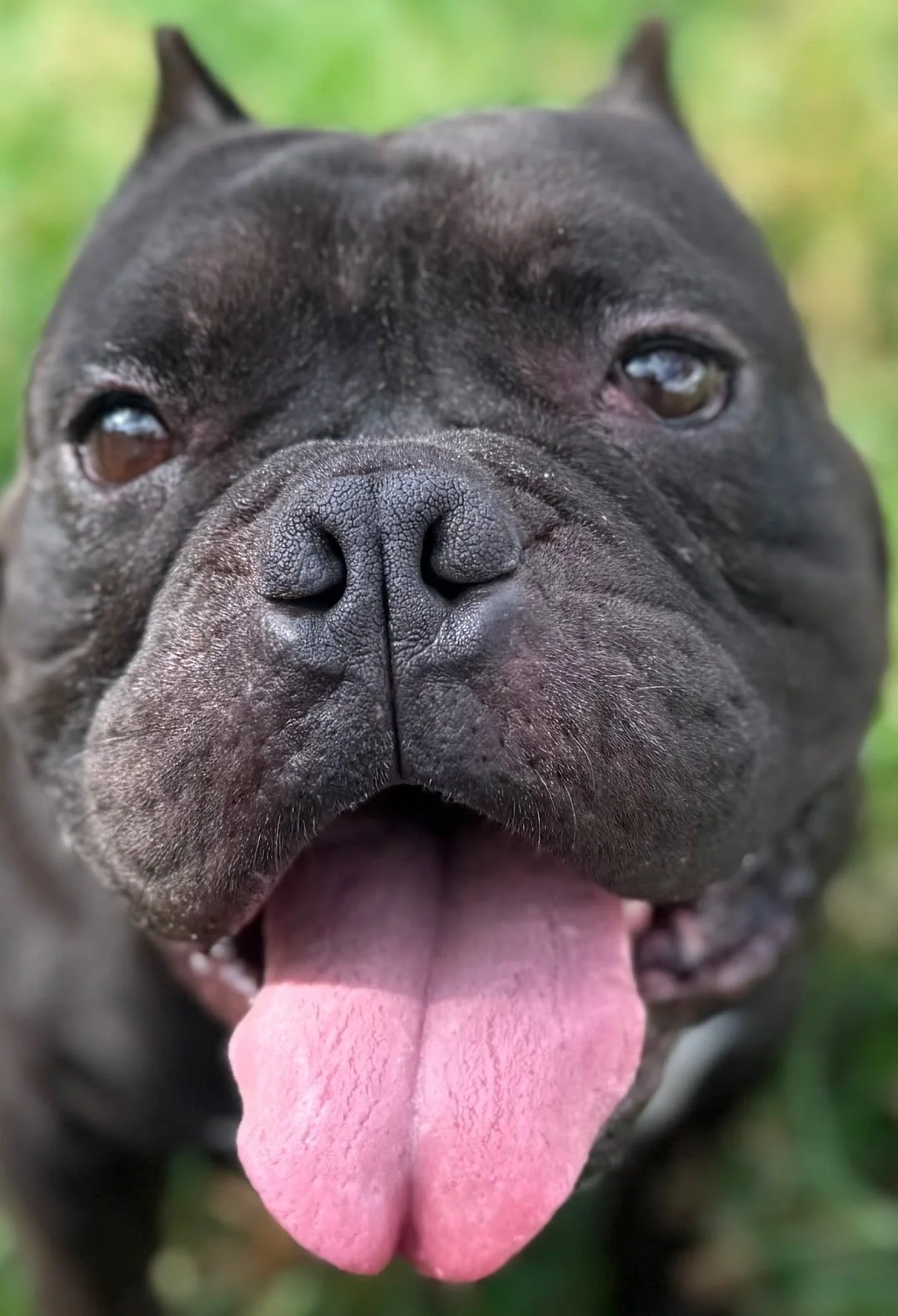  Meet "Zorro"