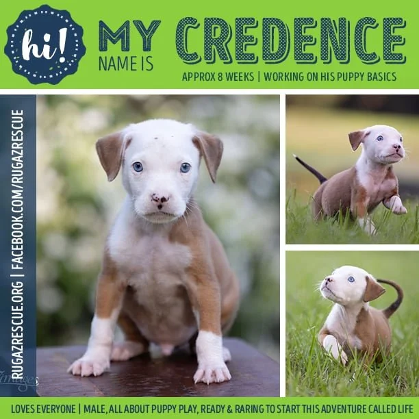  Meet "Creedence"