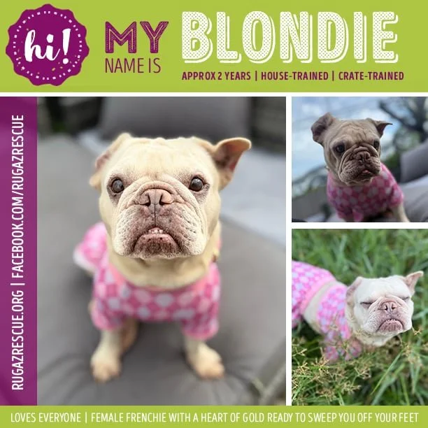  Meet "Blondie"