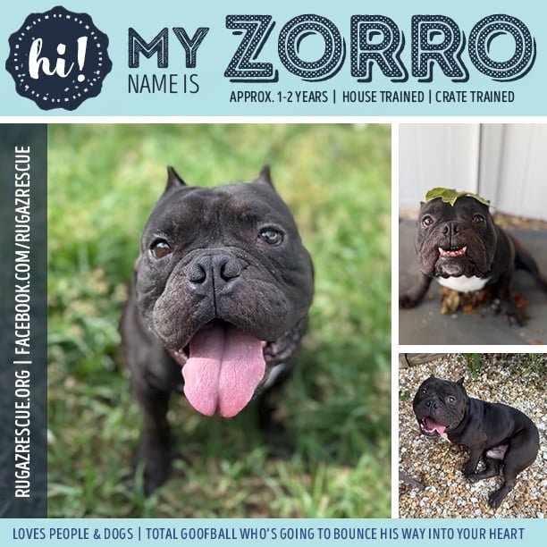  Meet "Zorro"