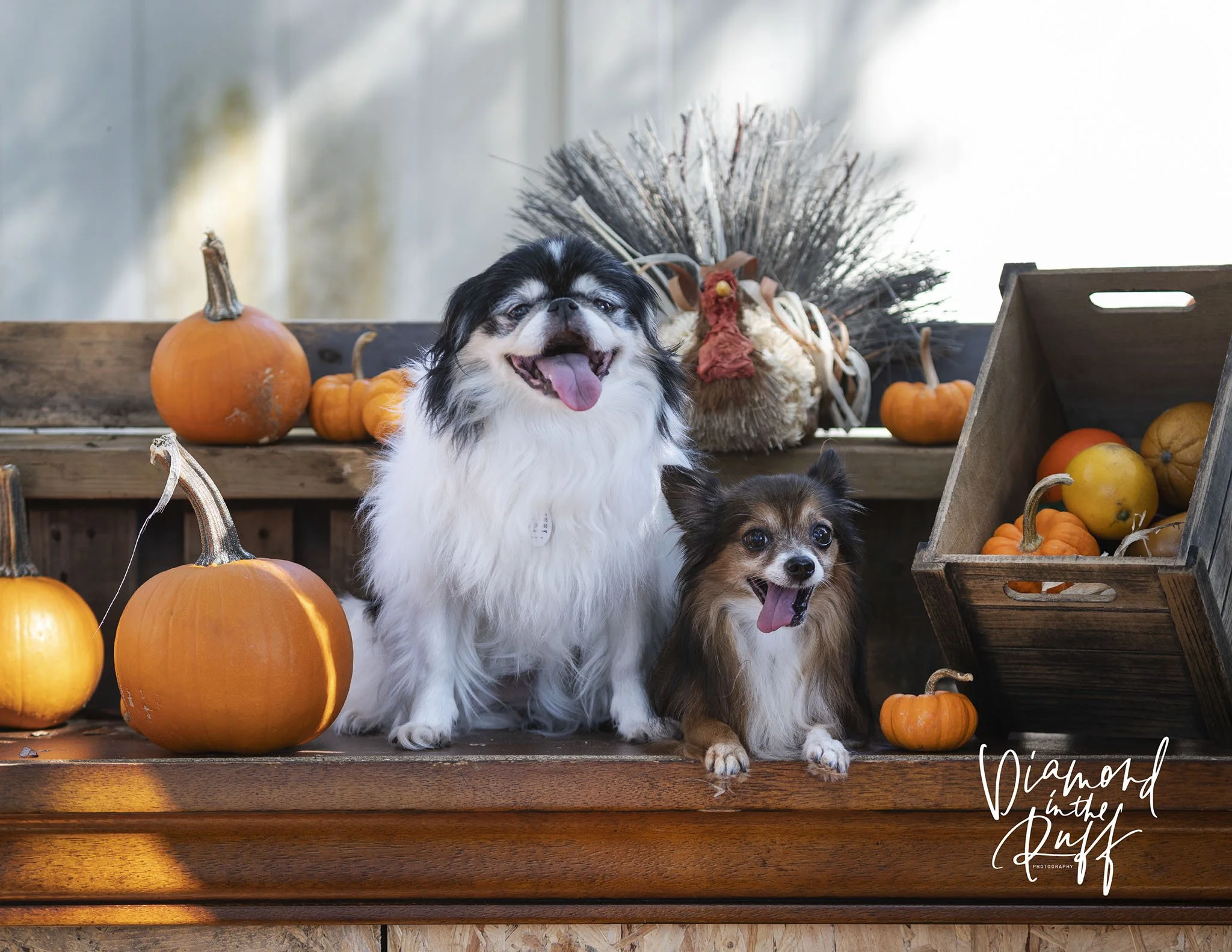 _7801854_Coco&PrincessFB.jpg