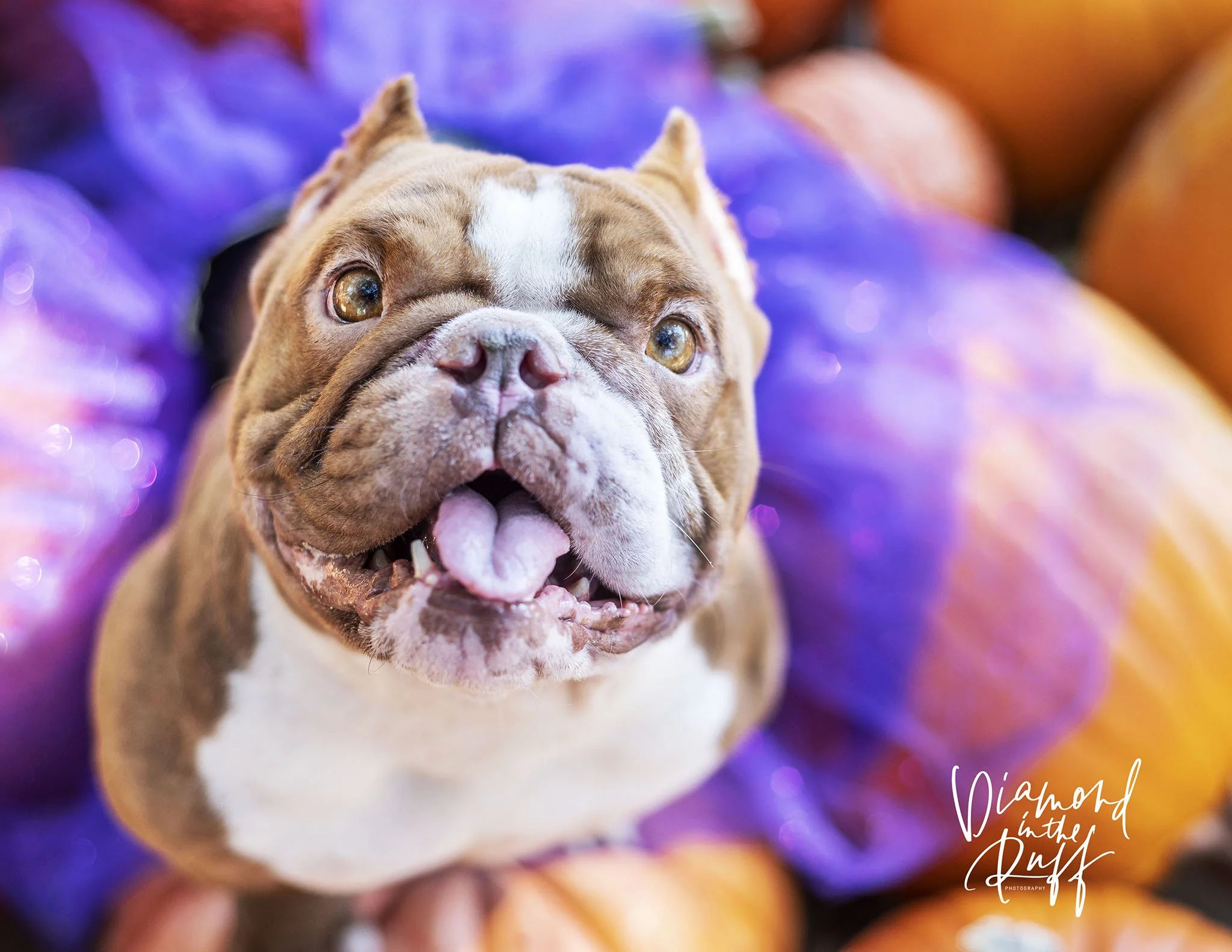 780_4953_VioletFB.jpg