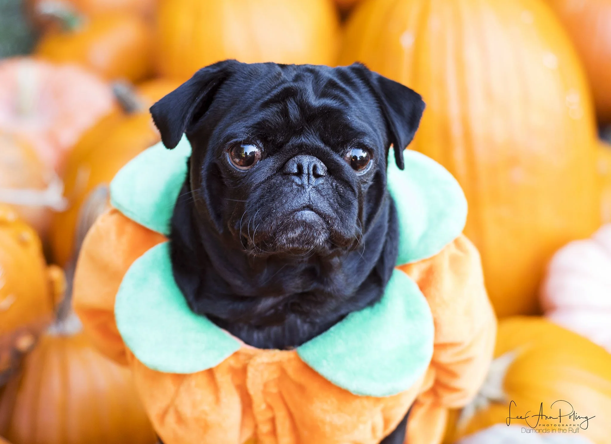 DSC_1299_WednesdayPumpkinFB.jpg