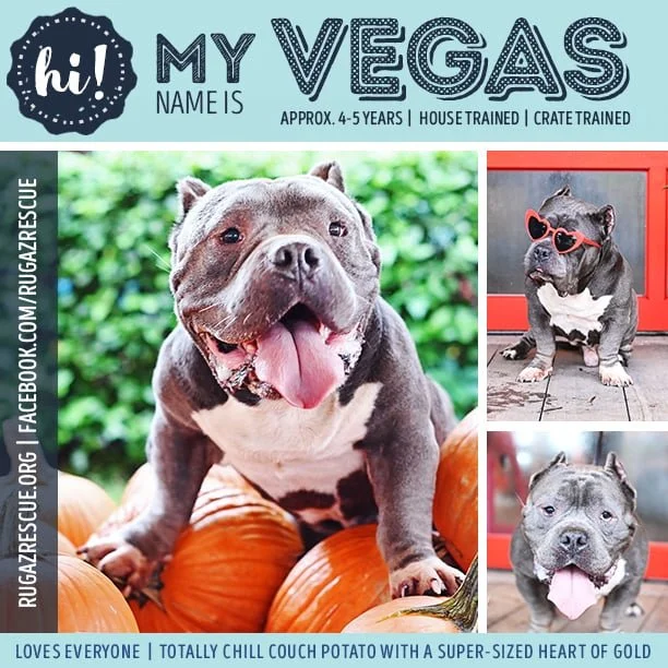  Meet "Vegas"