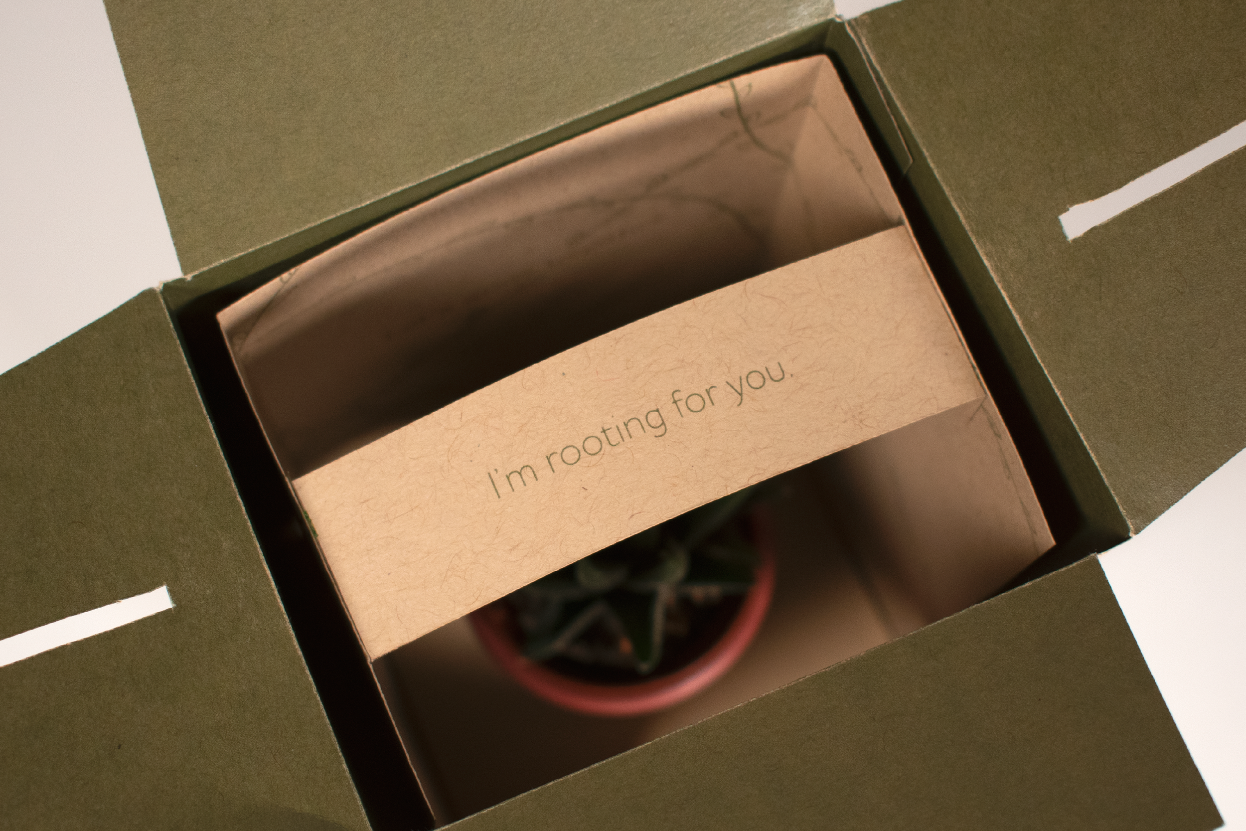 website-project-covers_Aspen-Roots copy.png