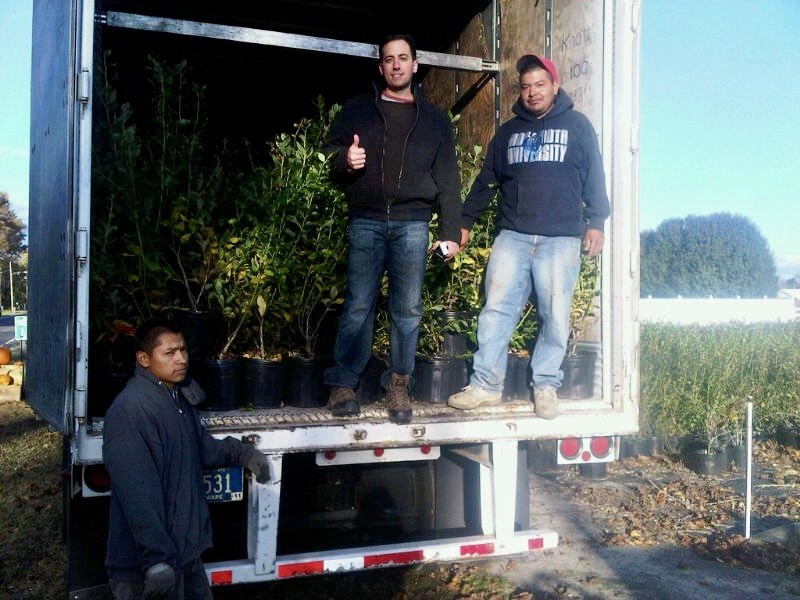 DiMeo's Blueberry Farm Prepares Another Trailer Load of Blueberry Bushes.jpeg