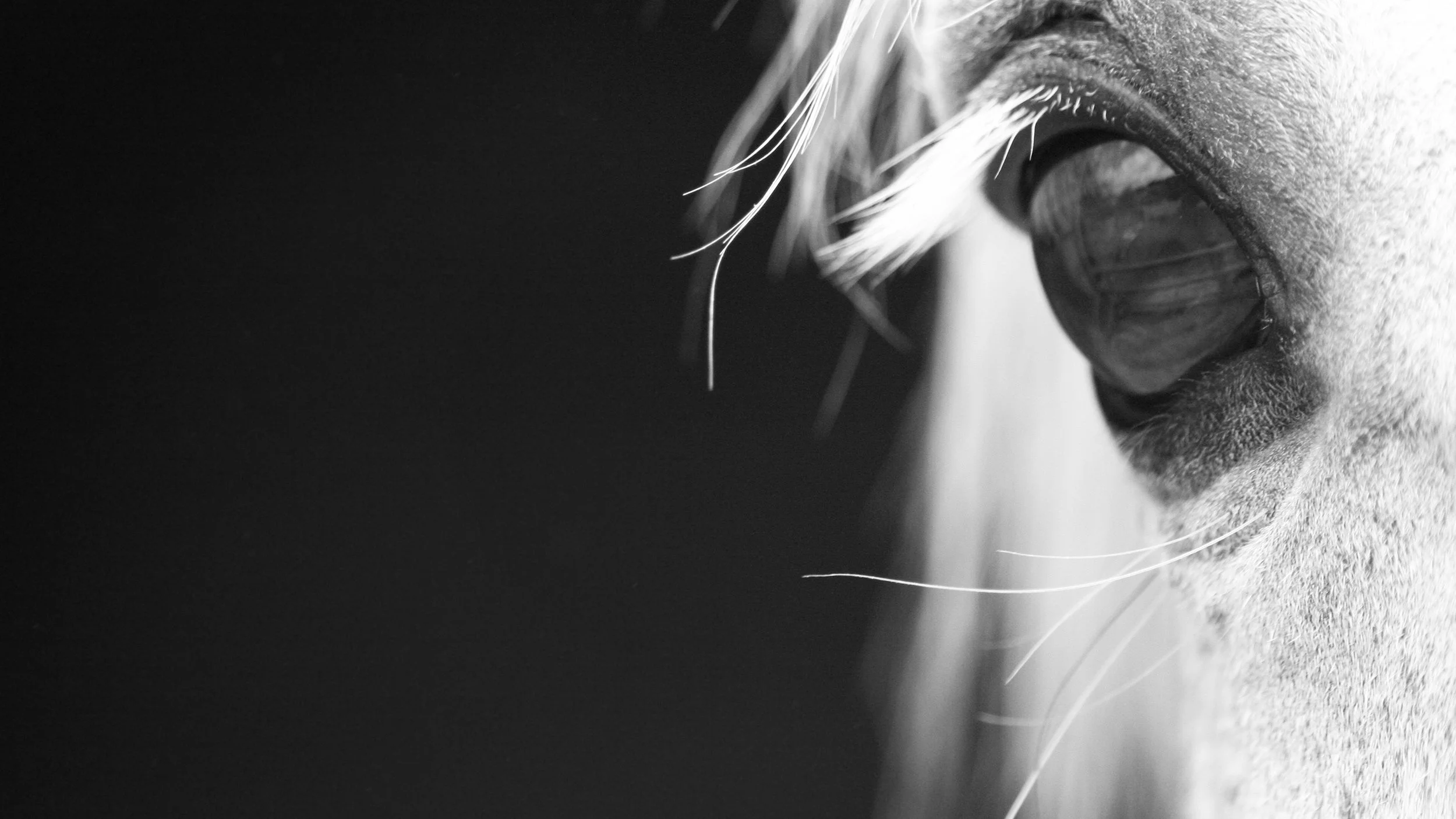 Specialising in both human and animal Osteopathy.