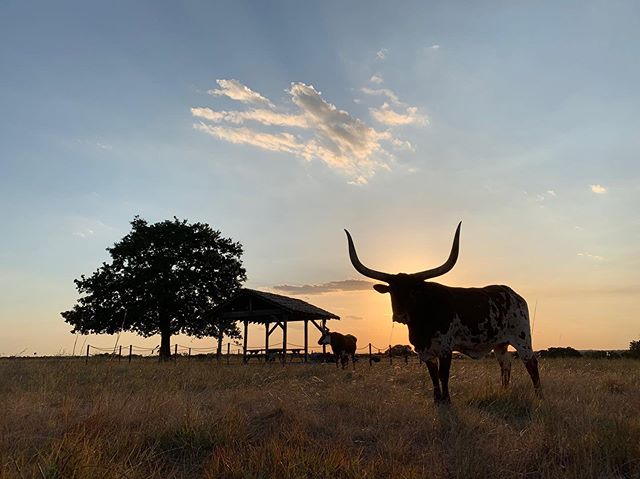 No one filters @beltonio &lsquo;s pictures. And I mean no one. #sunsethill #chinquapinranch #hillcountrysunset