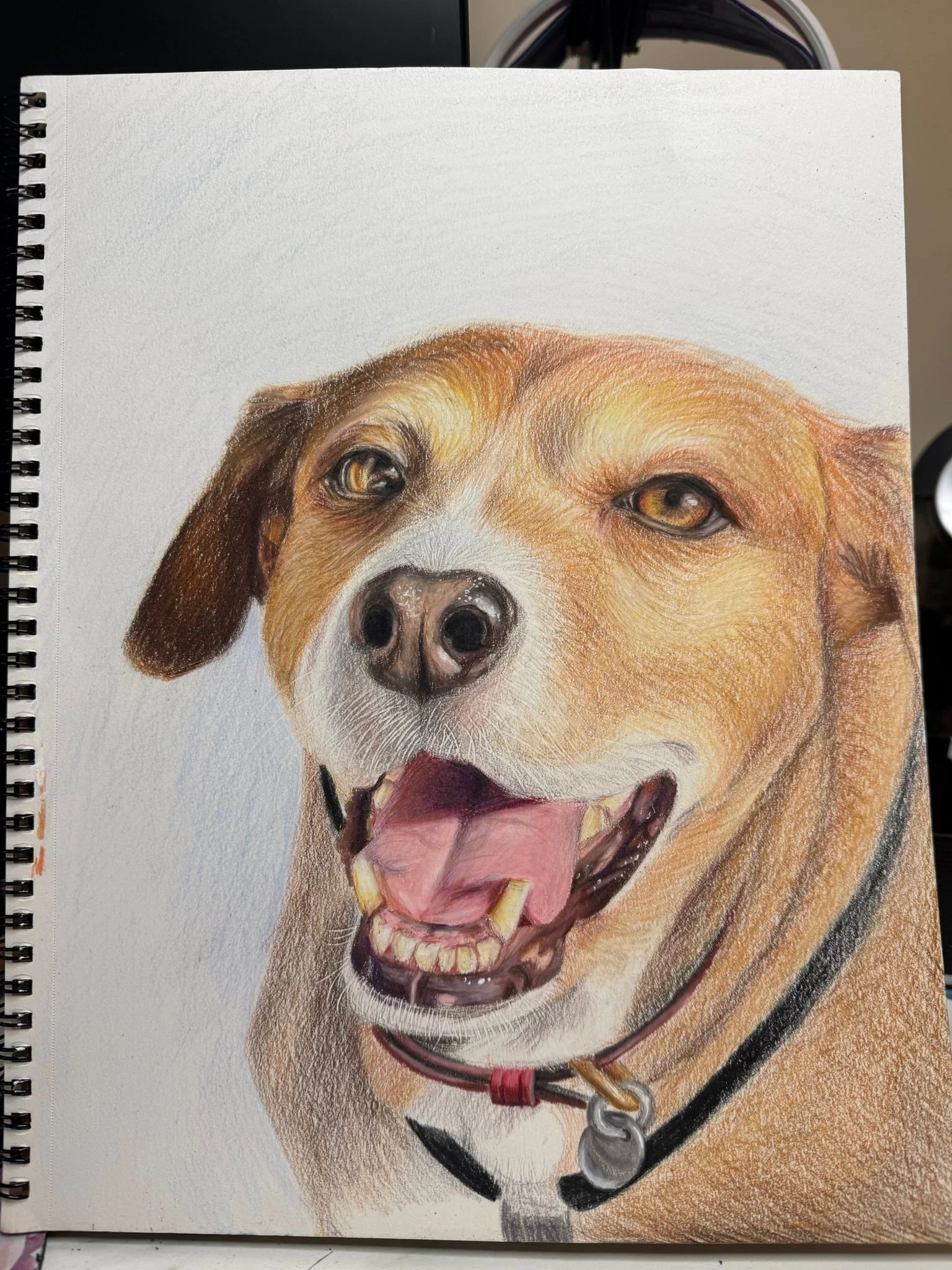 In honor of Percy&rsquo;s 6 year Percyversary with us on Friday, I drew him in colored pencils! Our Covid rescue pup who now sleeps in the middle of our bed. ❤️