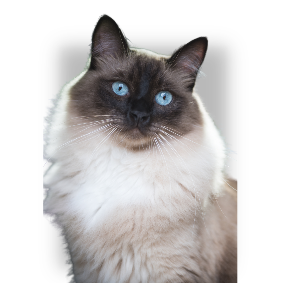 pretty siamese cat.png