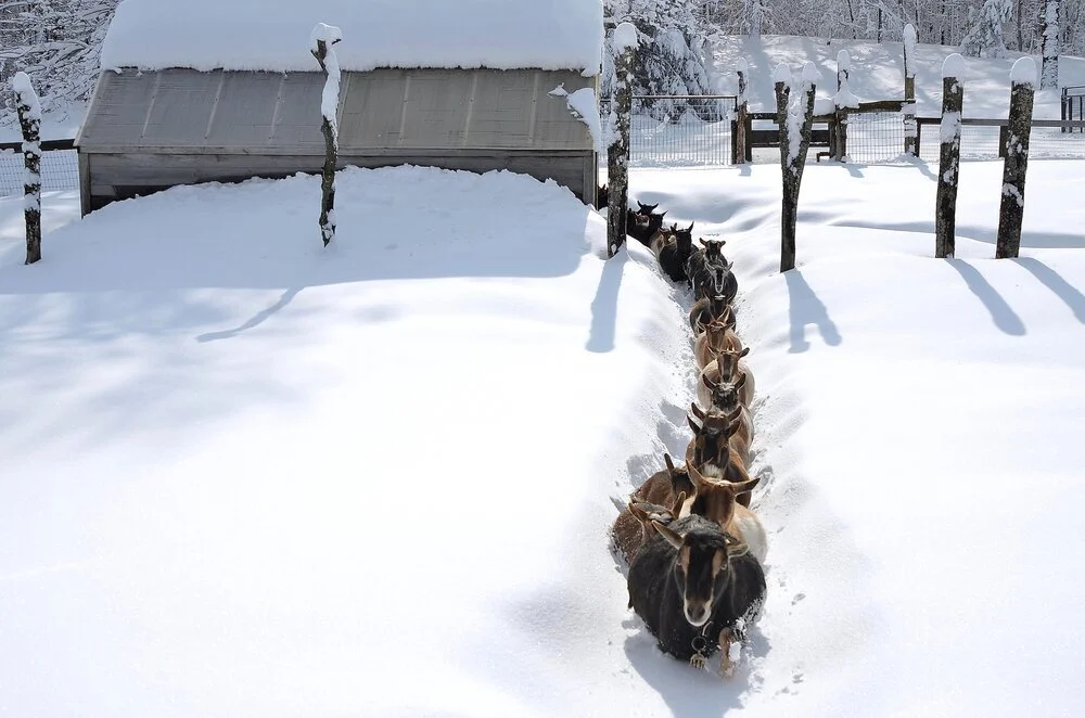 Sissy forging a trail through the snow from the doe’s loafing shed to the barn with the rest of the doe herd following. February 2017.