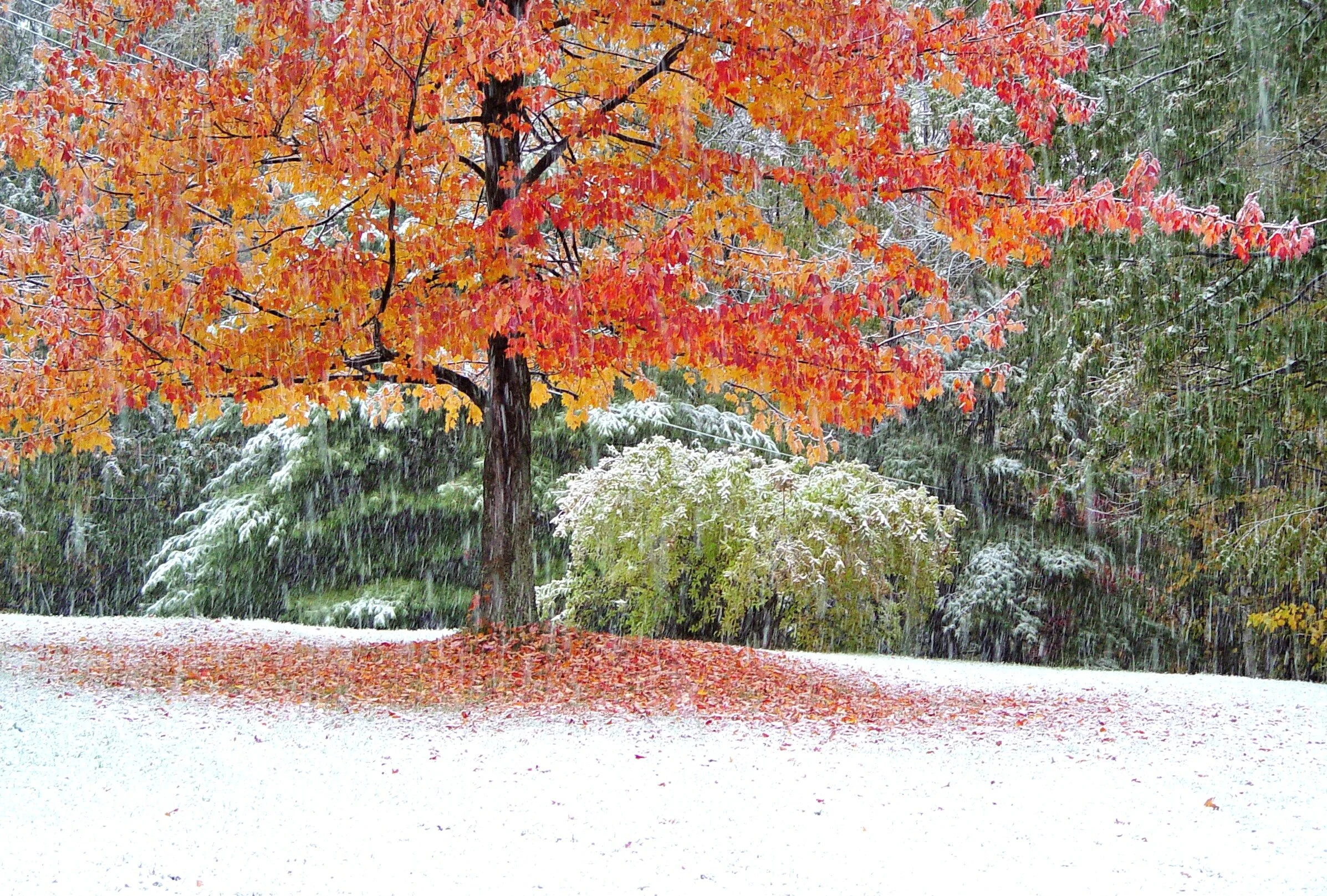 About Us — Old Mountain Farm